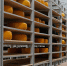 Сыры «Рота-Агро» из Ленинского округа завоевали медали на «Cheese Open 2024» - Regions.Ru