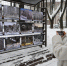 ПОЙМАТЬ БЕЛУЮ ПТИЦУ ЗА КРЫЛО - СМИ Видное